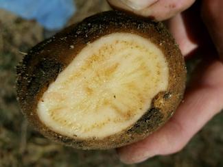 Potato psyllids 1